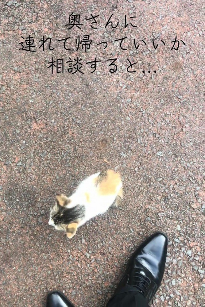 人の足元にいる猫