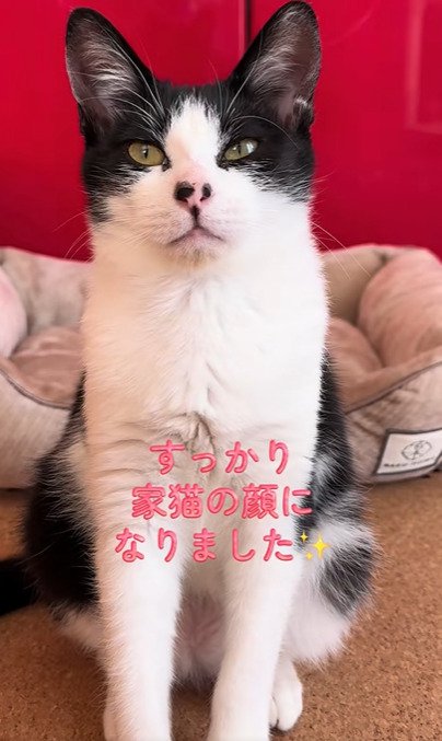 目を細める猫