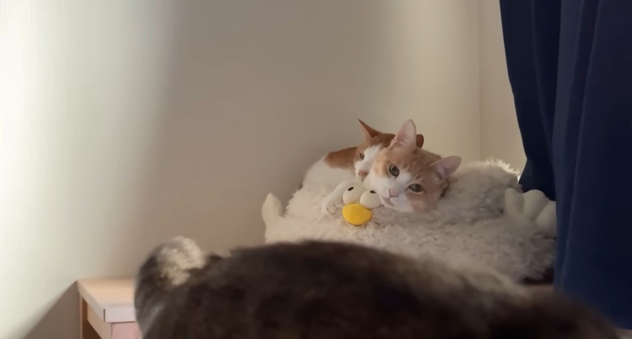 ベッドの上で寝ている二匹の猫