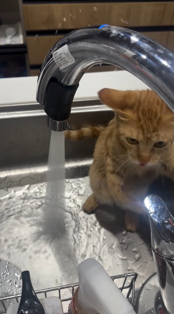 シンクの中でびしょ濡れになる猫