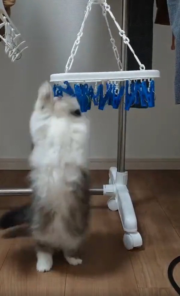 立ち上がる猫