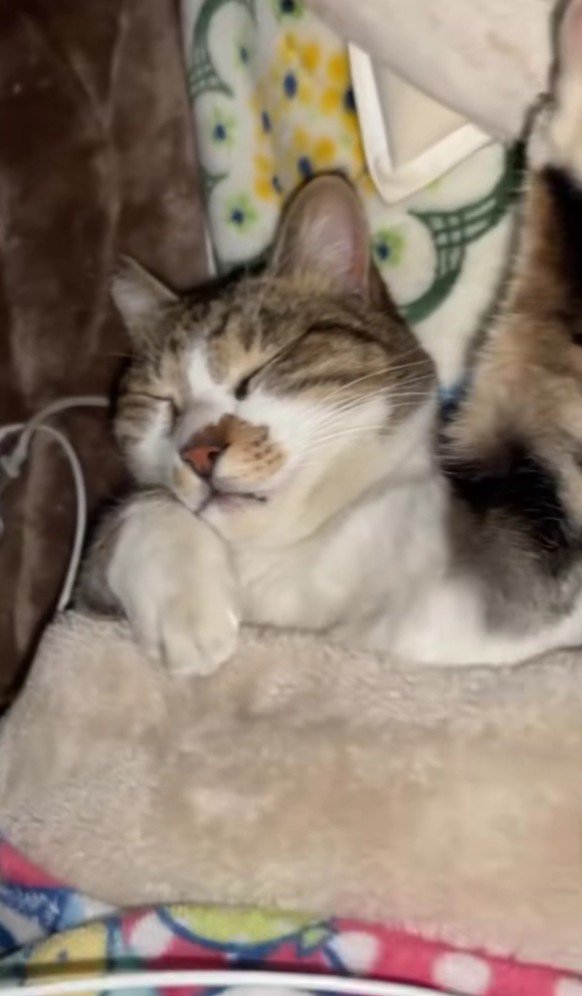 布団で眠る猫
