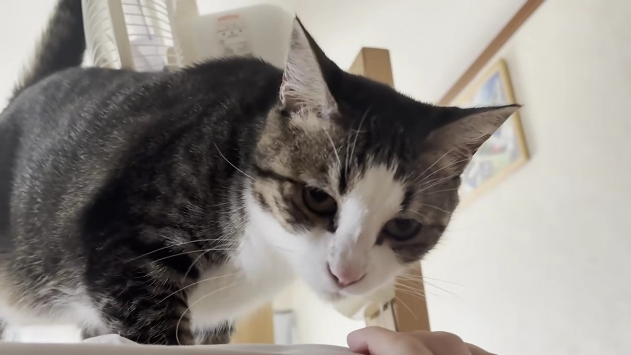アップになった猫の顔