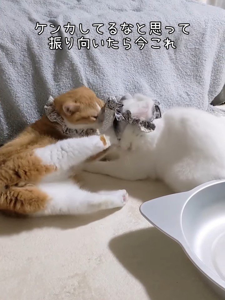 顔をあげた茶白猫