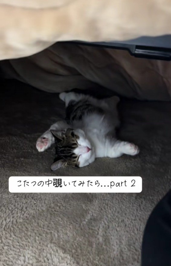 こたつで寝る猫