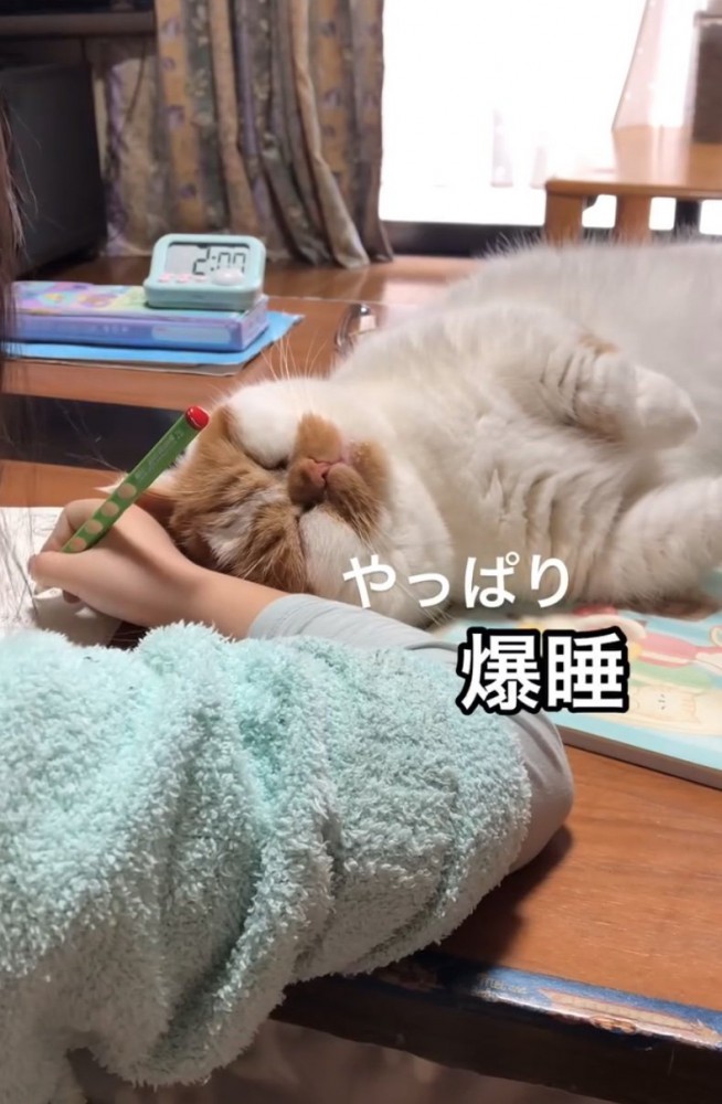 爆睡する猫