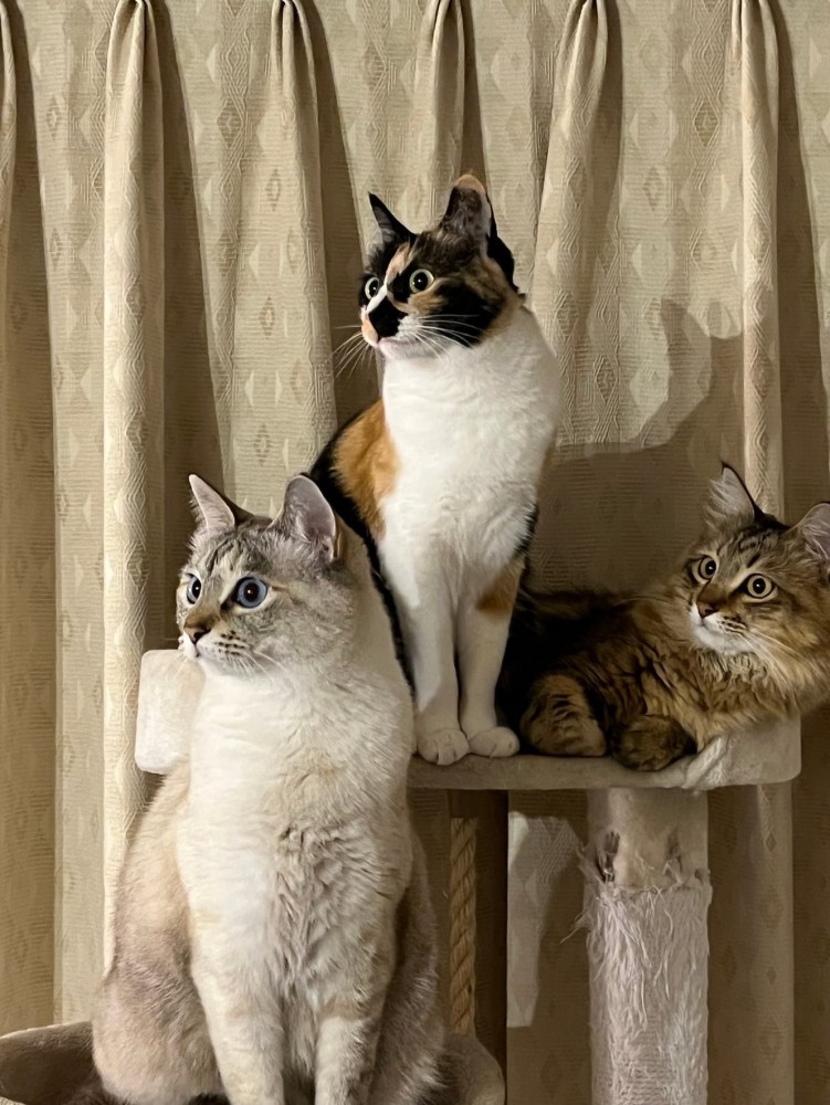 同じ方向を見る猫