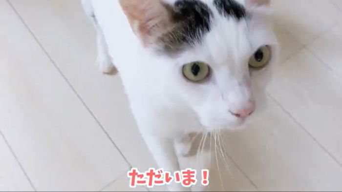 お出迎えチロくん
