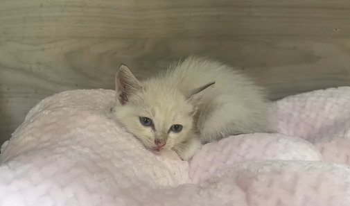 布団に伏せる子猫