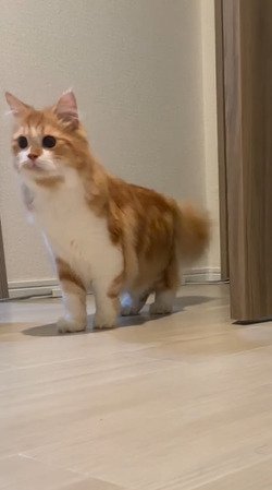 前を見る猫