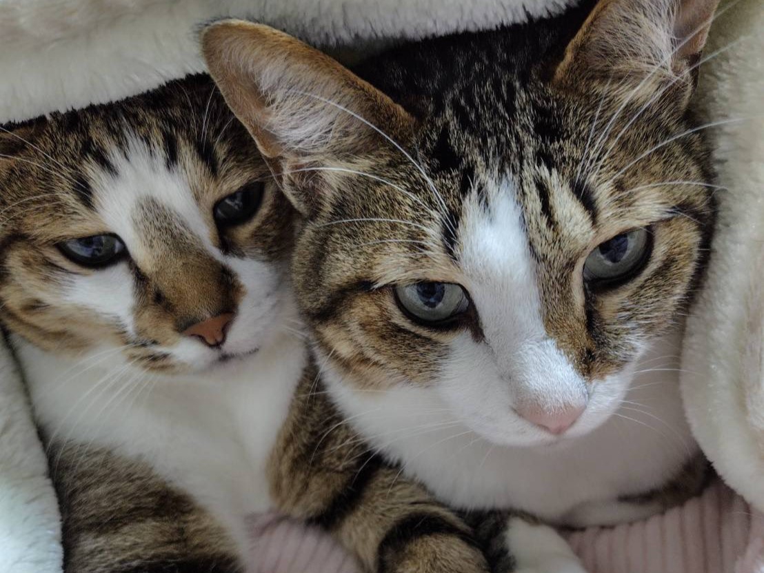 布団から顔を出す猫2匹