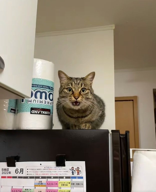冷蔵庫の上にいる猫