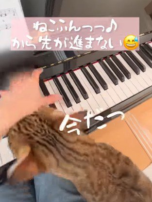 ピアノの演奏を邪魔する猫
