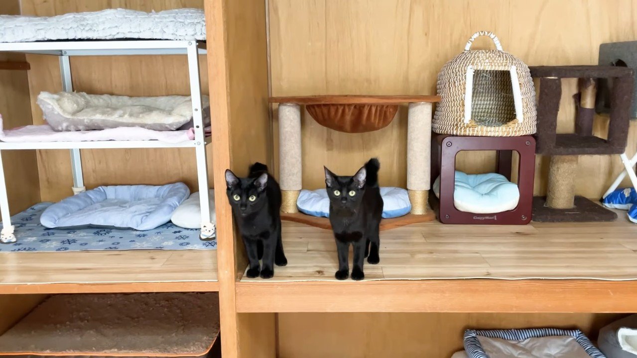 横並びになる黒猫姉弟