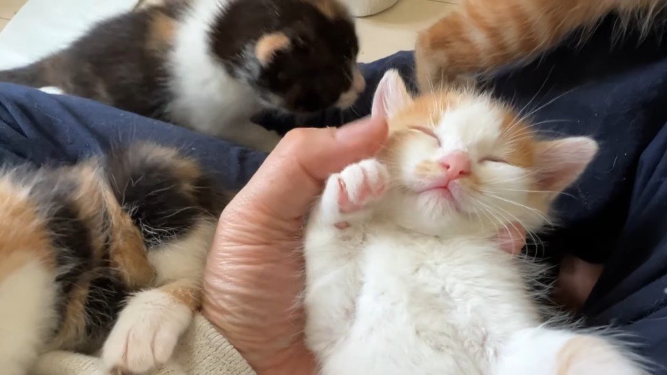 招き猫ポーズのアップ