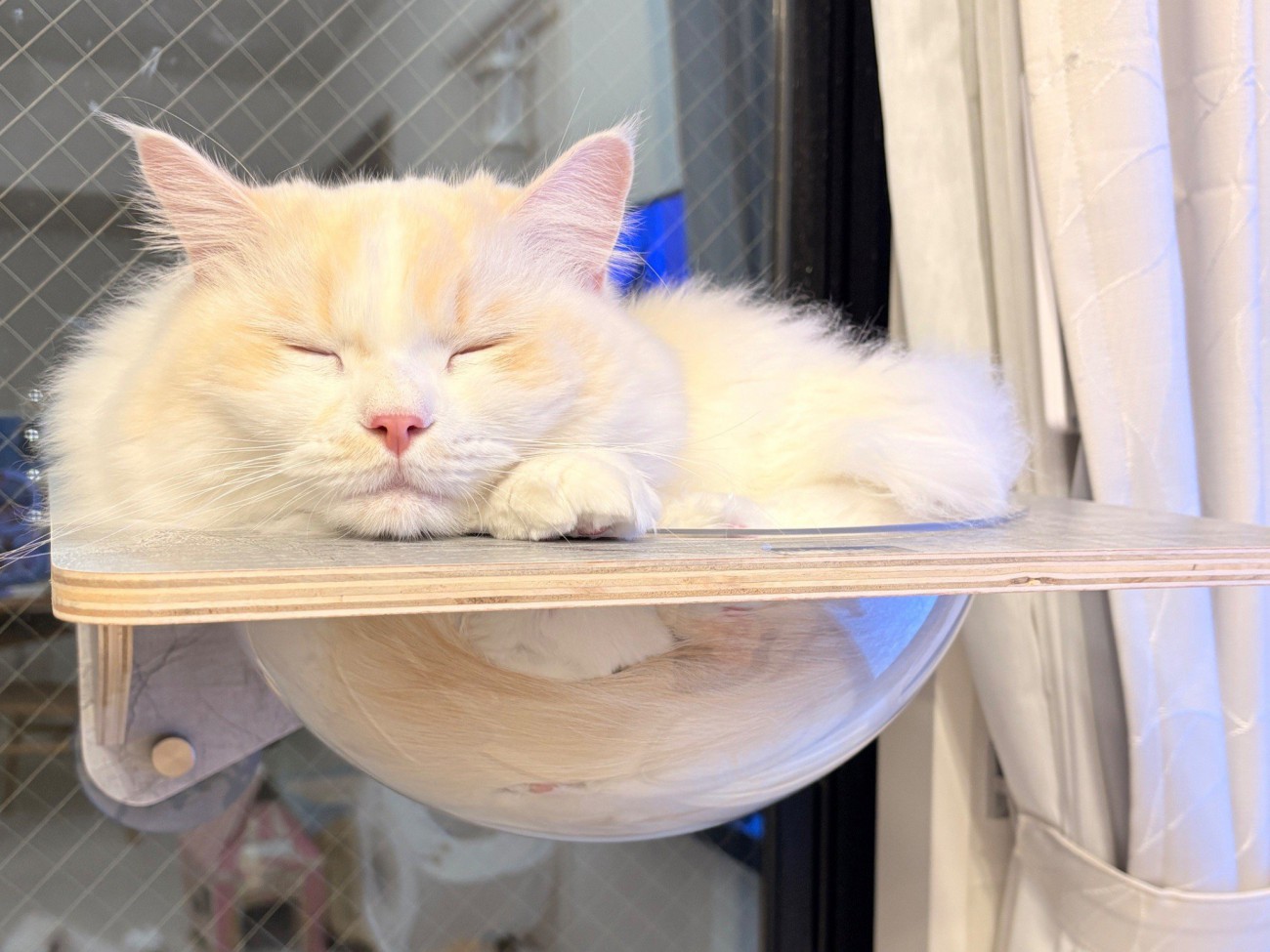 猫用宇宙船で眠る猫