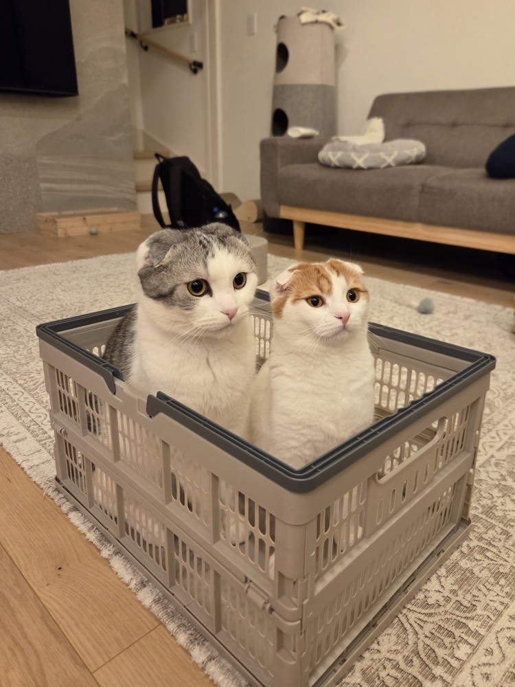 箱に入る2匹の猫