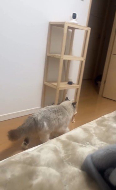 おもちゃを咥えて歩いている猫