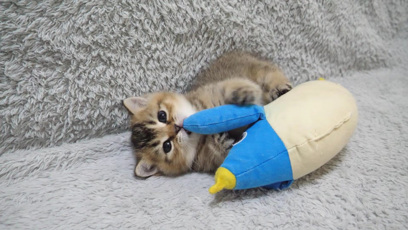 ペンギンの手をつかみ、じゃれつく猫