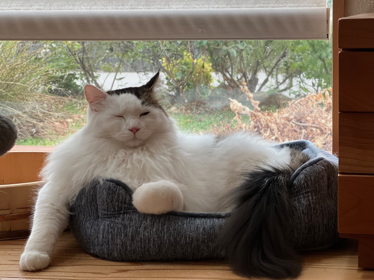 猫ベッドから前足を出している猫