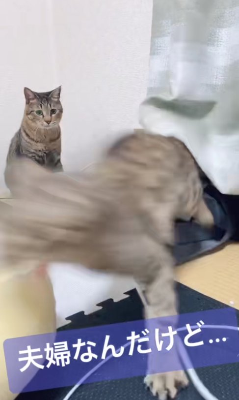 ブレている手前の猫を見つめる猫