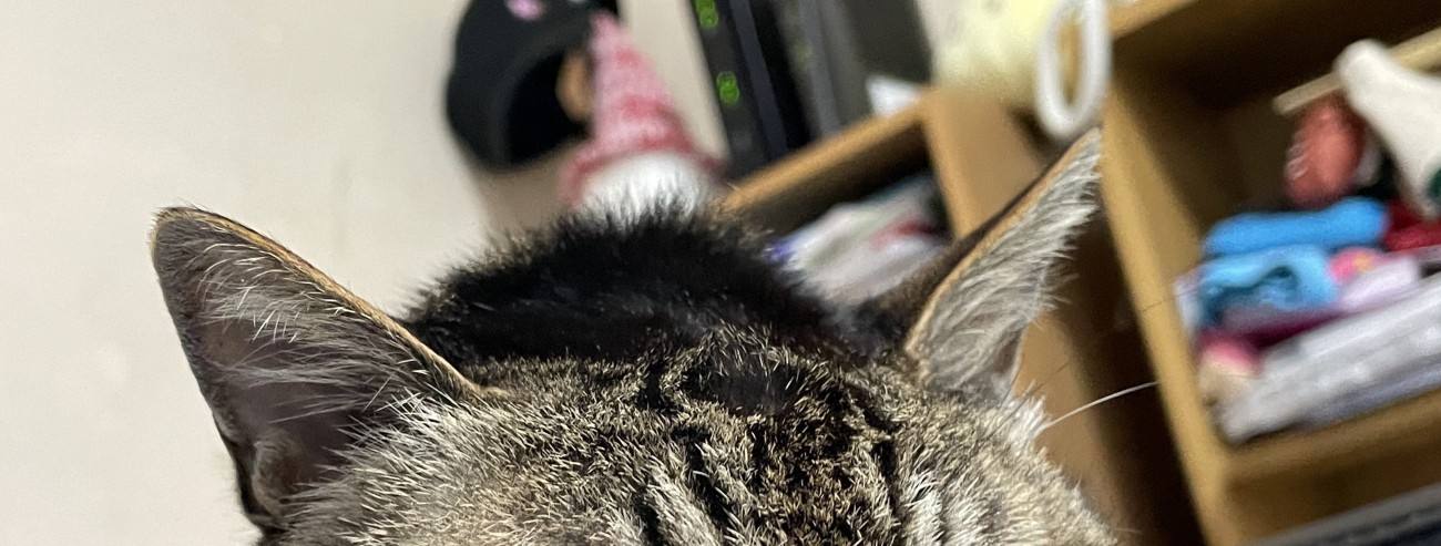 猫の頭
