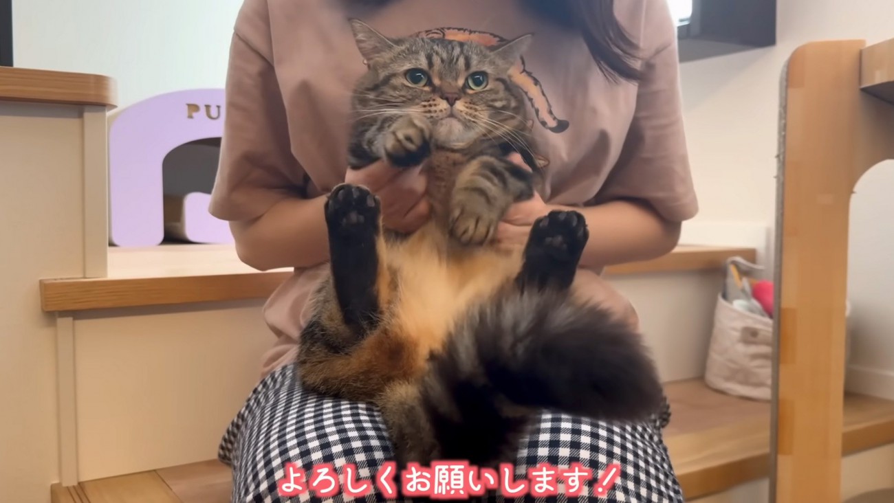 真顔猫