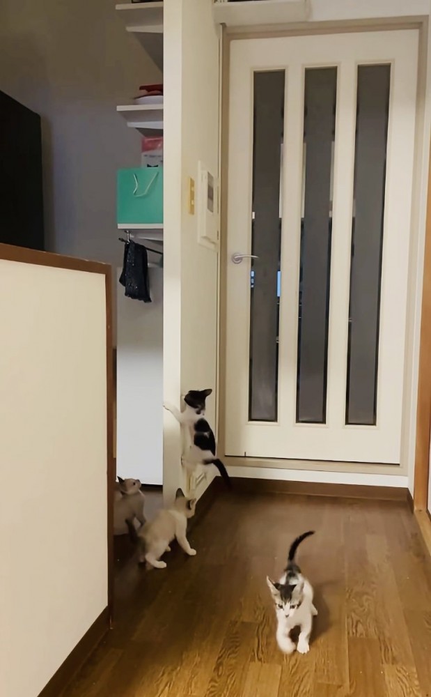 袖壁の周りの2匹の子猫と袖壁を登る子猫と走り去る子猫
