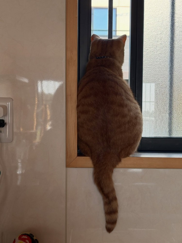 窓の外を見る猫の後ろ姿