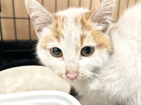 ケージの中で香箱座りをしている猫の顔アップ