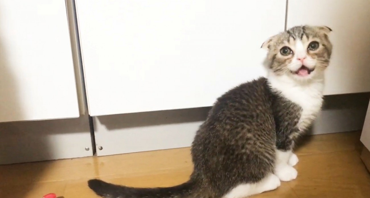 座って鳴く猫