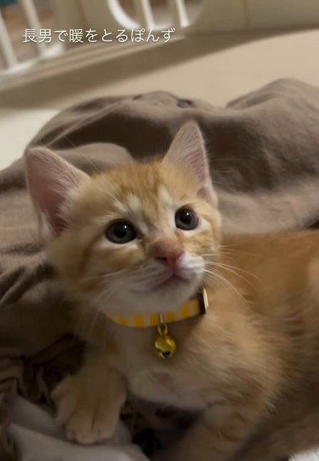 寝ている赤ちゃんに寄り添っている子猫の顔のアップ