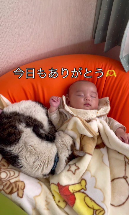 赤ちゃんと猫