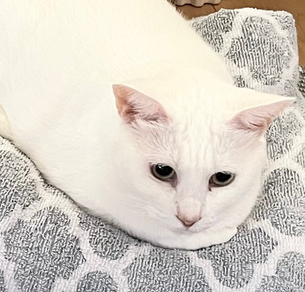 餅に顔がついたような白猫ちゃん