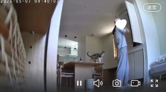 テーブルに乗る猫