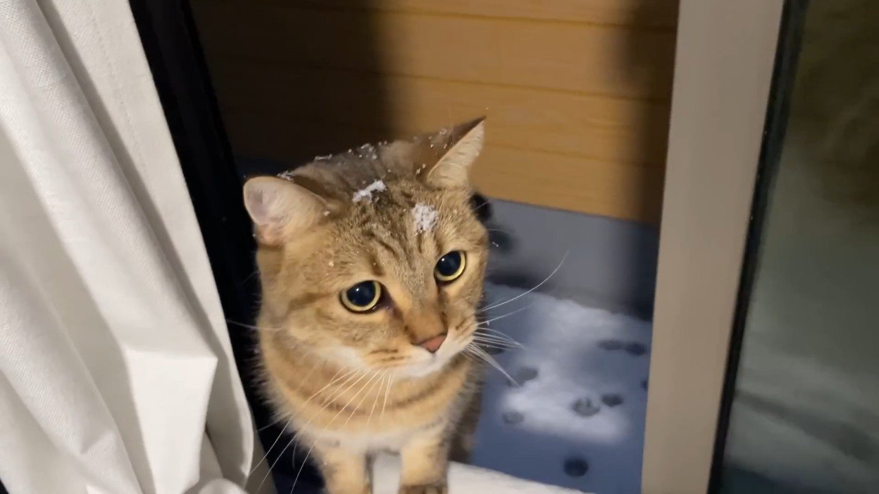 頭に雪を乗せて