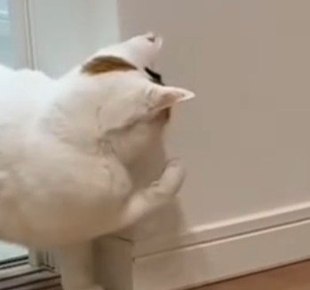 壁際で右手を上げる猫（アップ）