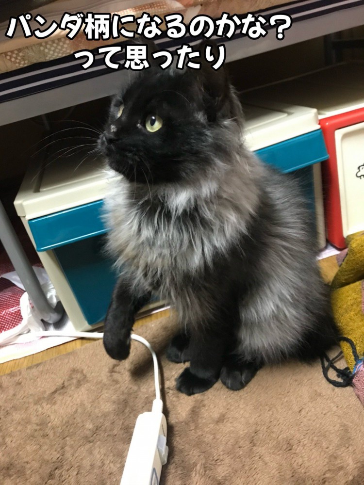 見上げて座る猫