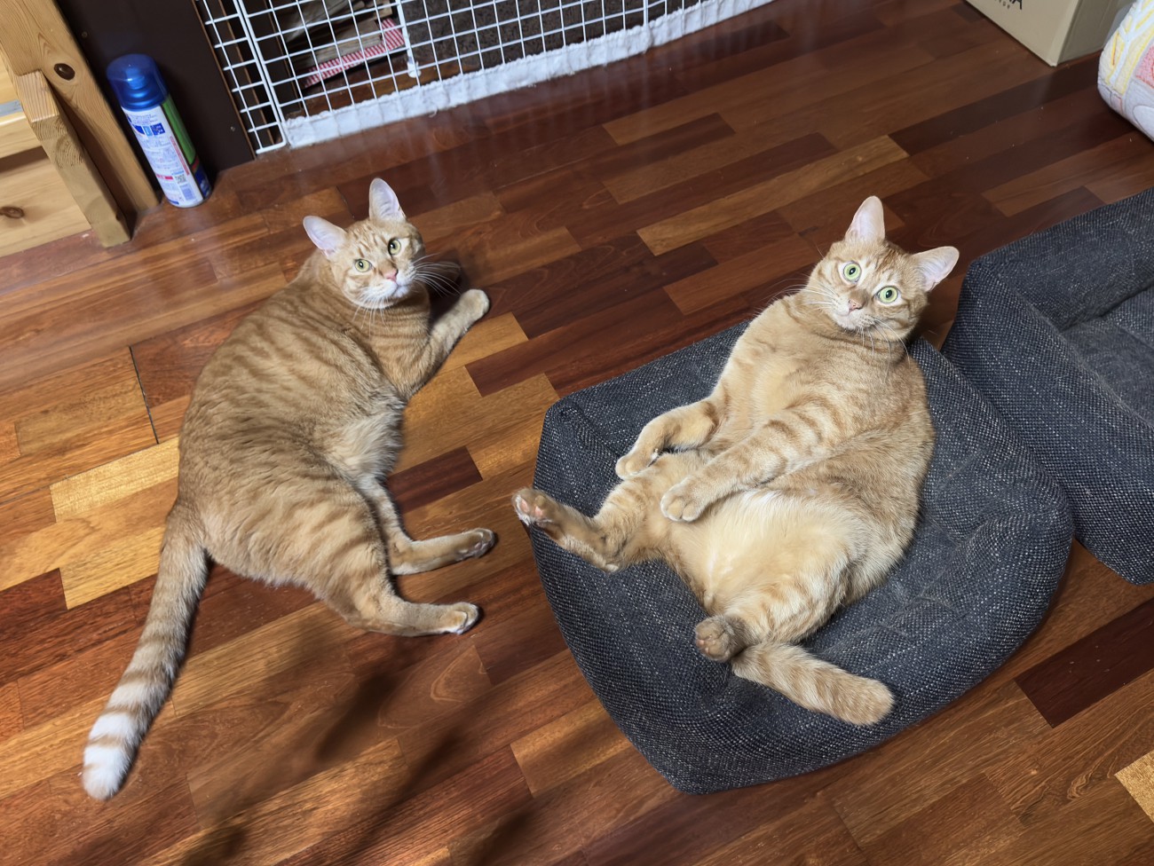 くつろぐ2匹の猫