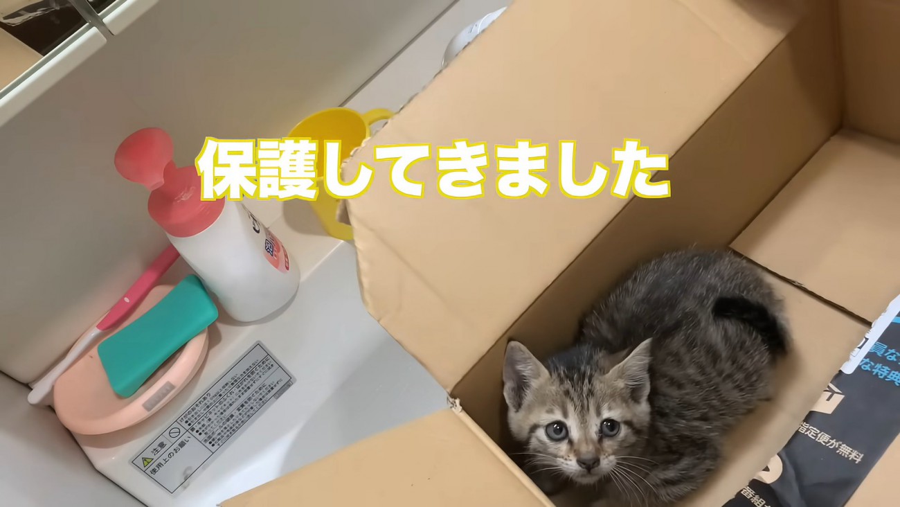 箱の中にいる子猫
