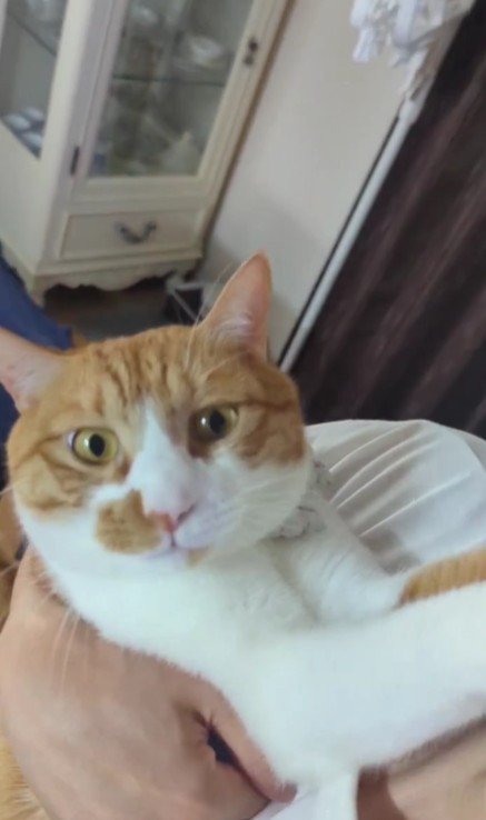 飼い主に抱っこされる猫