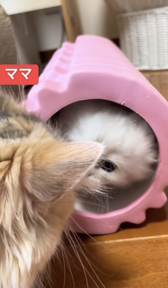 「ママ」のテロップ写真