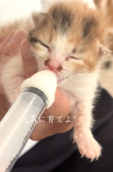 ミルクを飲む子猫