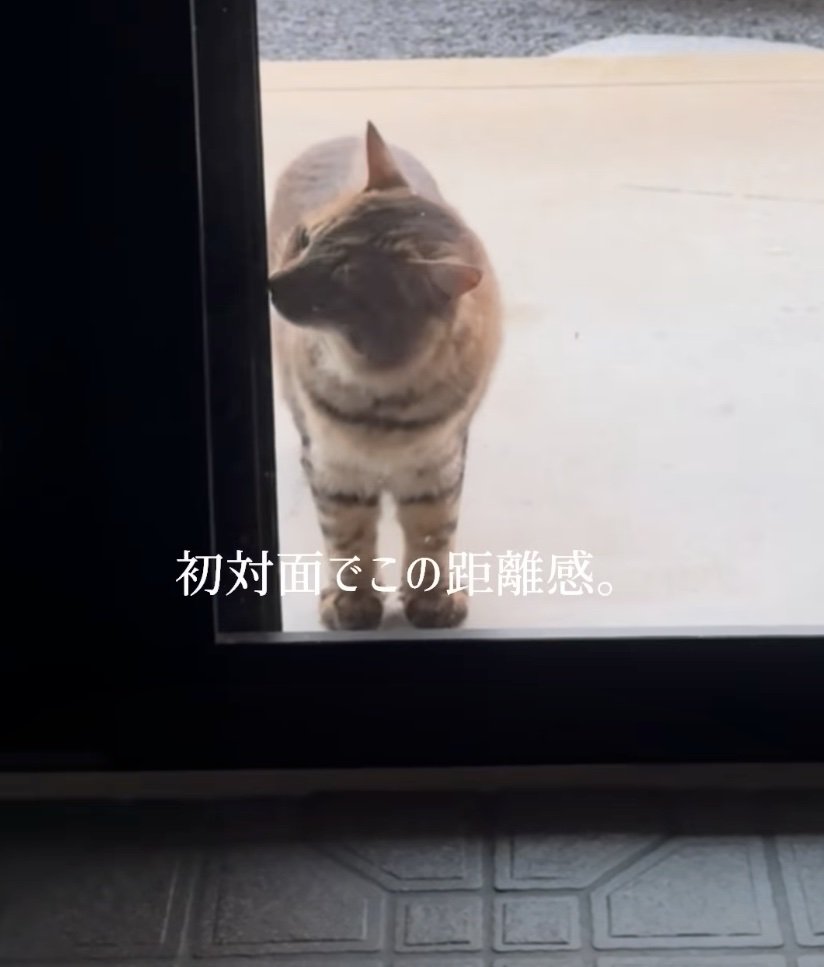 玄関の匂いを嗅ぐ猫