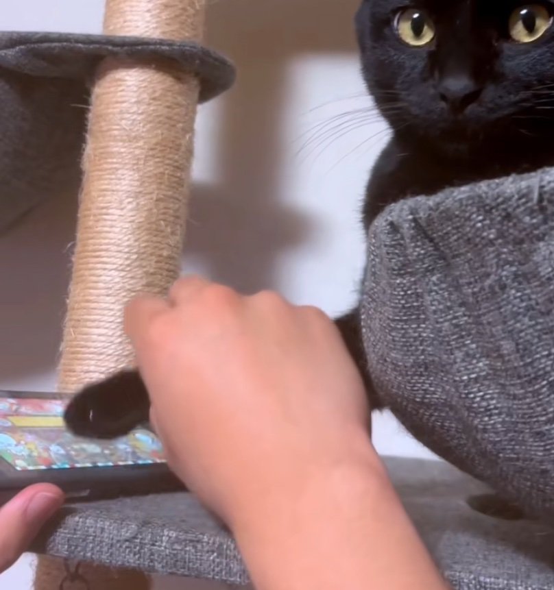 太鼓の達人をする猫の手