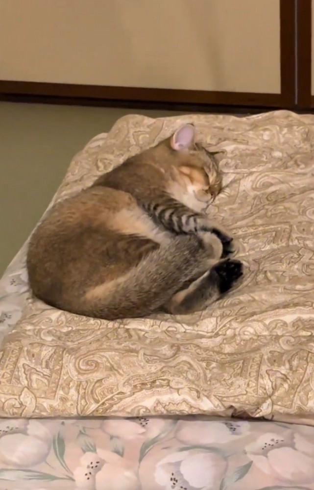 ふとんの上で寝る猫3