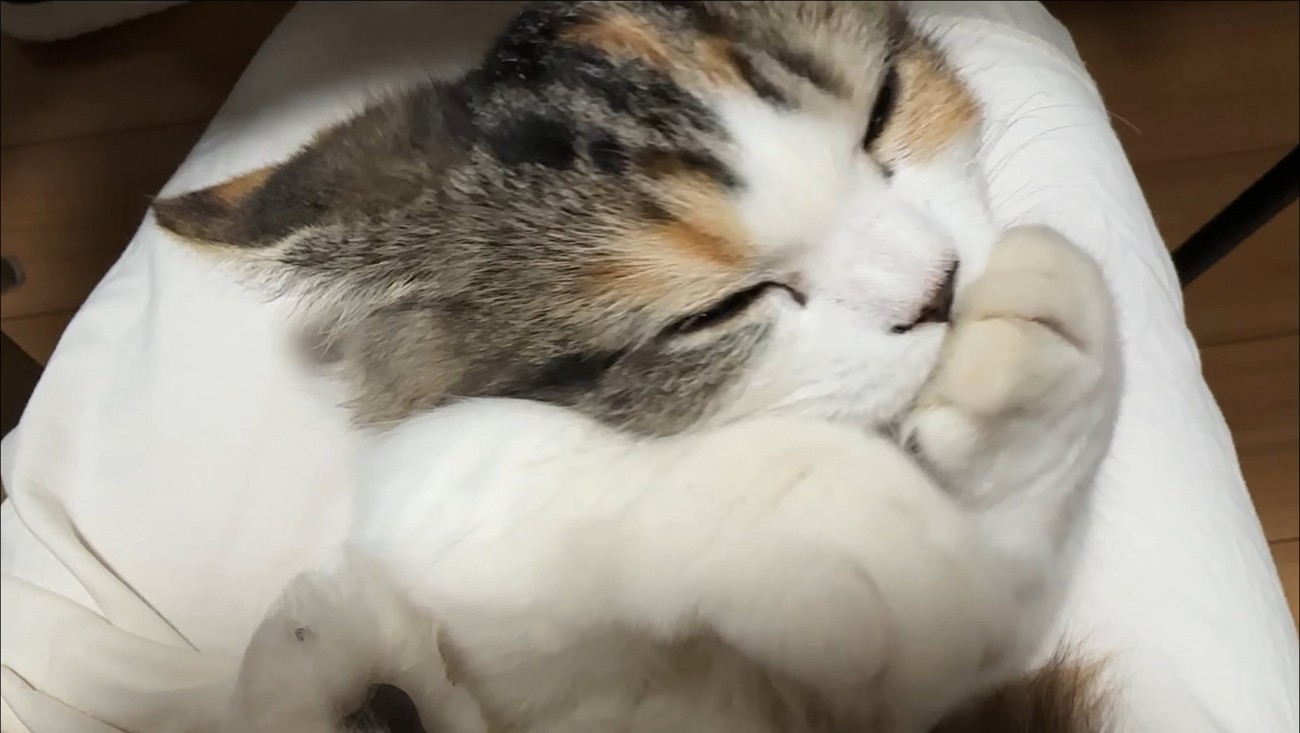 ふみふみタイム中の猫さん