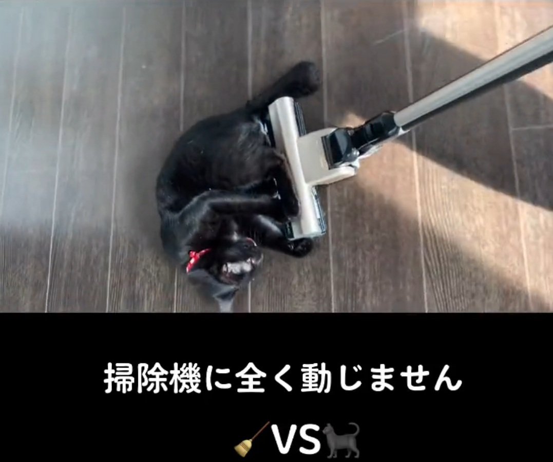 掃除機で楽しむ猫