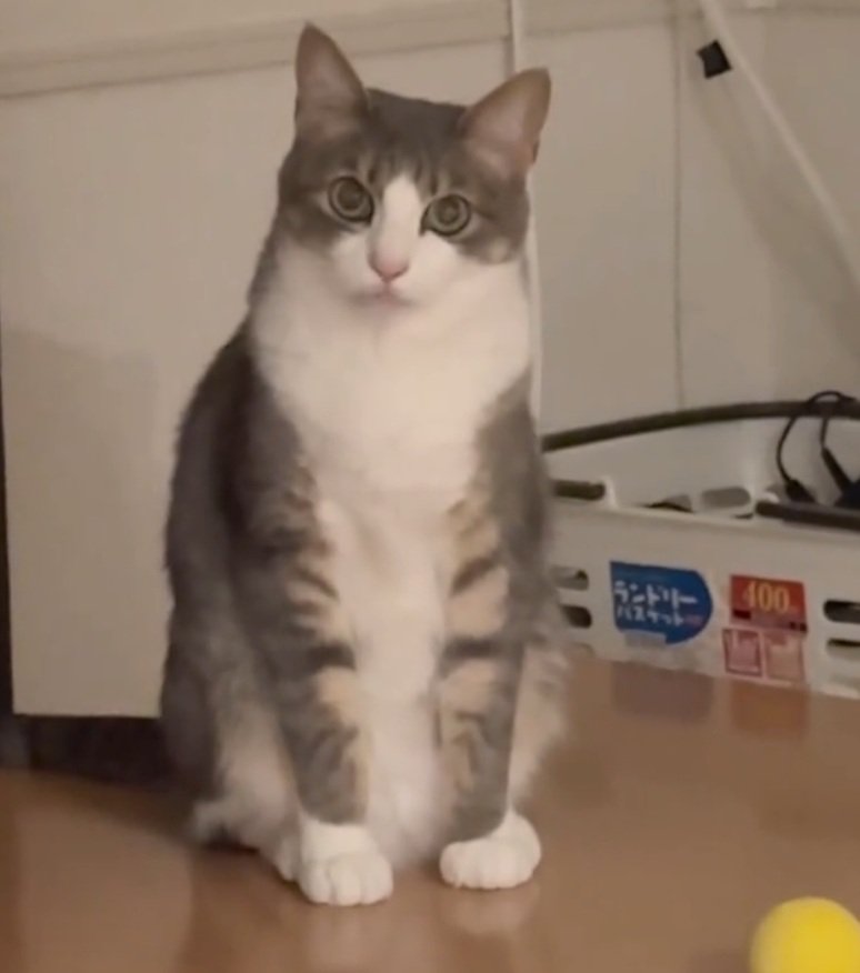 凝視する猫