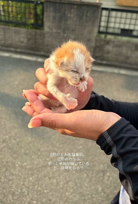 てのひらにのった子猫
